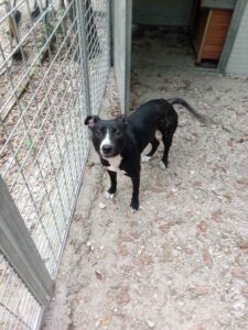 Trovata femmina di simil pitbull, è al canile municipale