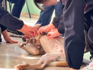 Il mondo e gli altri animali, oltre 900 alunni coinvolti nel progetto dell'USL