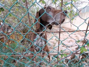 Livorno, sequestrati 10 cani e denunciato il proprietario 