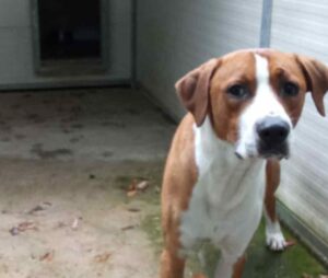 Trovato in via Solferino un cane vagante, si cerca il proprietario