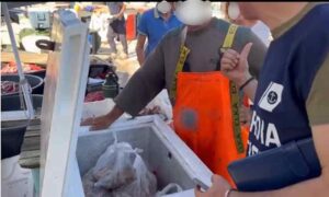 Vendita abusiva di pesce ai 4 Mori, multe e sequestri