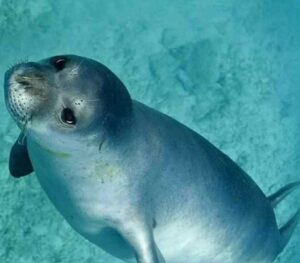 La foca monaca nell’Arcipelago Toscano, se ne parla al Festival “La Natura al Centro”