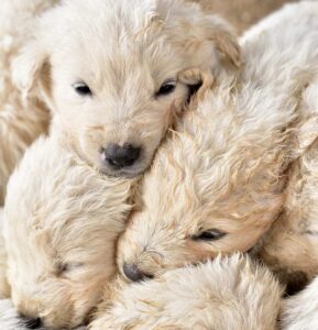 Gli strazianti lamenti di due cuccioli a Limoncino, chiedevano aiuto, ora sono al canile grazie ad Alca e Atapc