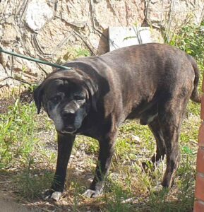 Guardie zoofile sequestrano un cane