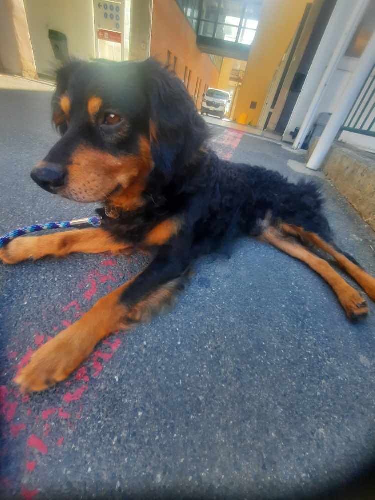 Si cerca un cane nero e marrone smarrito in zona Esselunga