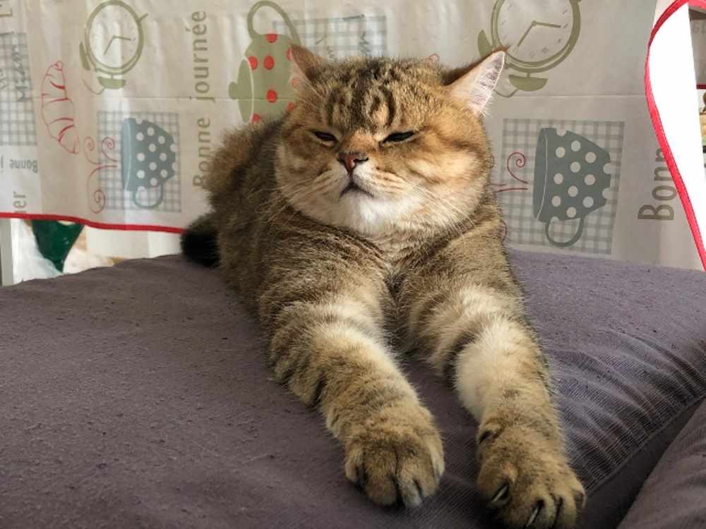 Gatto British Shorthair smarrito in piazza Giovine Italia