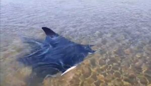 Baratti, acquario a cielo aperto: il video della Manta che incanta i social