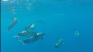 Avvistamento straordinario di una decina di delfini nelle acque dell’Isola d’Elba