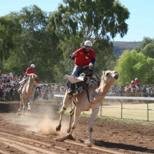 Sultan Camel Race Cup: una celebrazione del patrimonio omanita