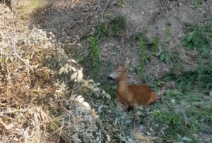 Ampana soccorre capriolo ad Antignano