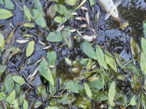 Sversamento nel fiume Fine, Monni: “Inutile alimentare confusione, va perseguito il responsabile"