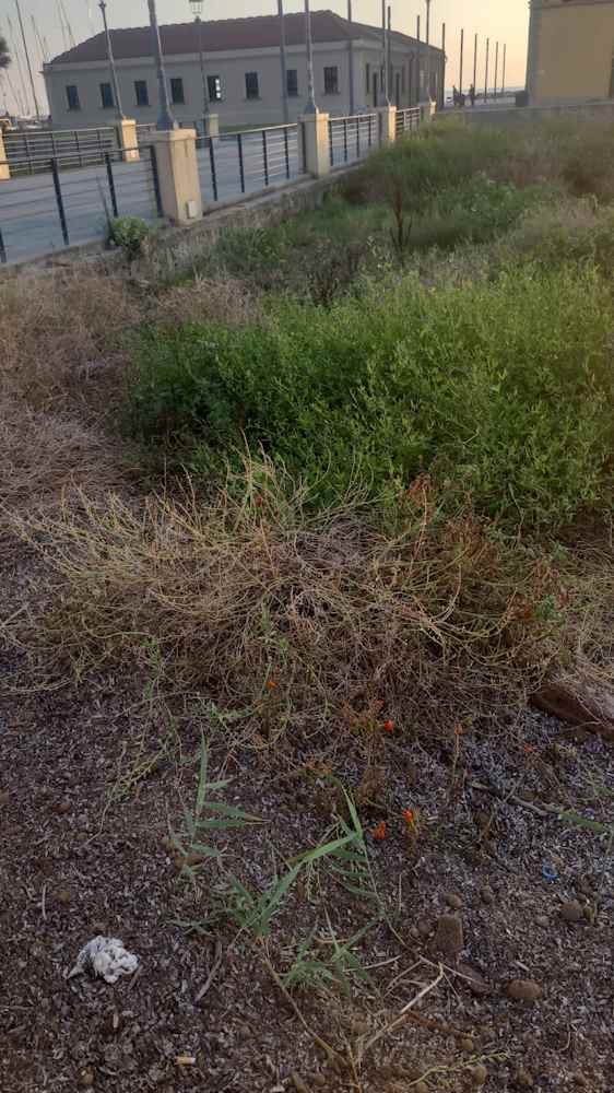 I pomodori nascono allo Scoglio della Regina tra alghe e rifiuti (Foto)