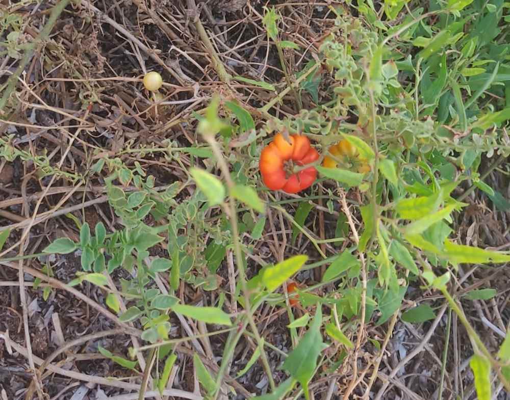 I pomodori nascono allo Scoglio della Regina tra alghe e rifiuti (Foto)