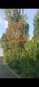 Il mistero del cavo grigio tra Stagno e Livorno trappola per i pedoni (Foto e video)