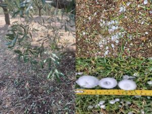 Grandine, un flagello per le aziende agricole: danni ingenti
