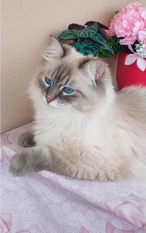 Si cerca Milò, gatto siberiano smarrito alla Leccia