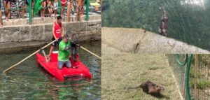 Anpana salva una nutria ai Bagni Pancaldi, i volontari intervengono in patino