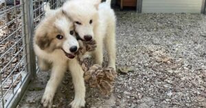 Adotta due cuccioli di Pastore Maremmano e dona loro una casa piena di amore
