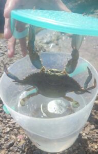 Avventura inaspettata per un bambino a Livorno: pesca un granchio blu gigante