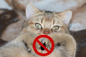 Estate: come prevenire le pulci e le zecche nei tuoi animali domestici