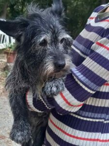 Bassotto meticcio anziano cerca casa, trovato a Bibbona, è al canile municipale di Livorno