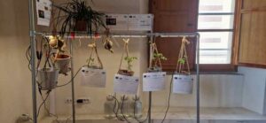 Cambiamenti climatici: cuneo salino in falde potabili, gli effetti sui vegetali