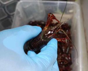 Gamberi Killer ispezione della Guardia Costiera di Livorno, chiuso ristorante cinese a Prato