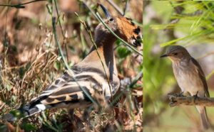 L'Upupa e il Pigliamosche