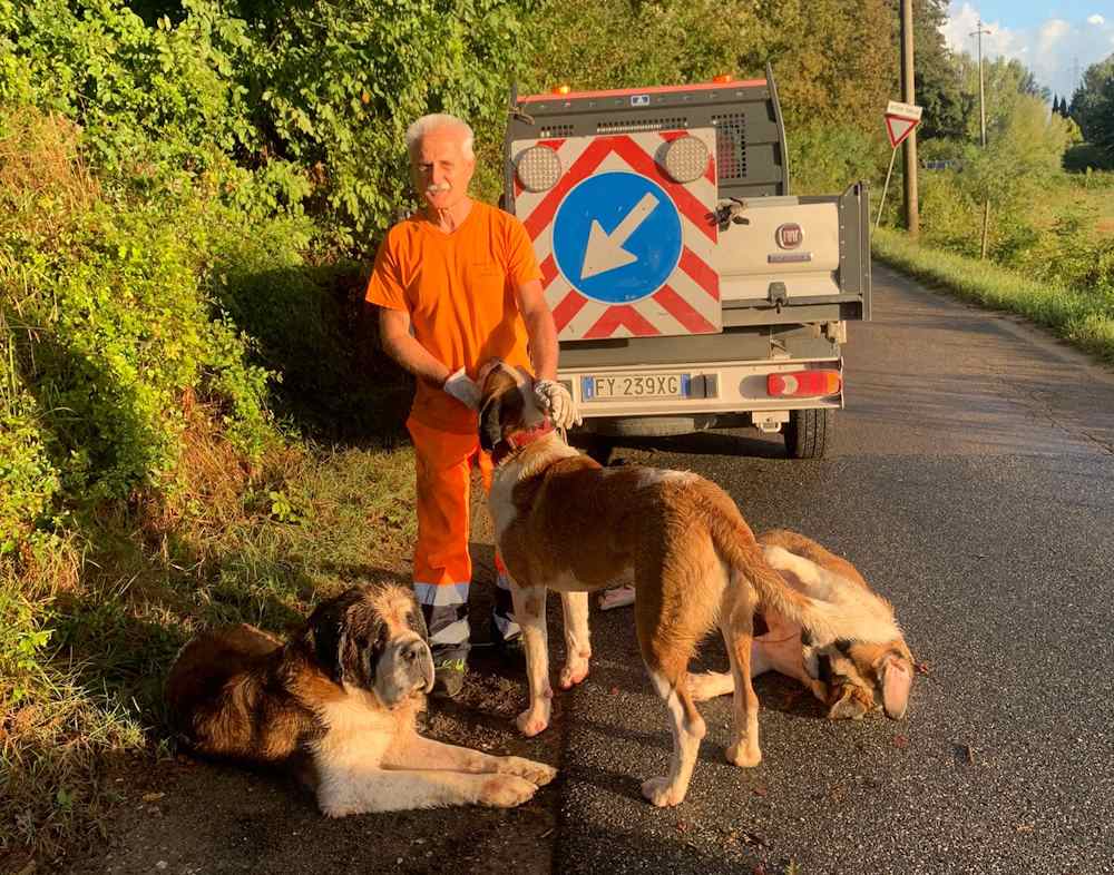 Trovati tre cani San Bernardo in via delle Sorgenti