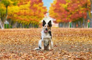 I rrischi nascosti dell'autunno, come proteggere il vostro cane