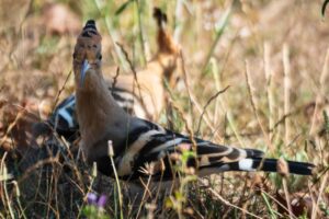 L'Upupa e il Pigliamosche