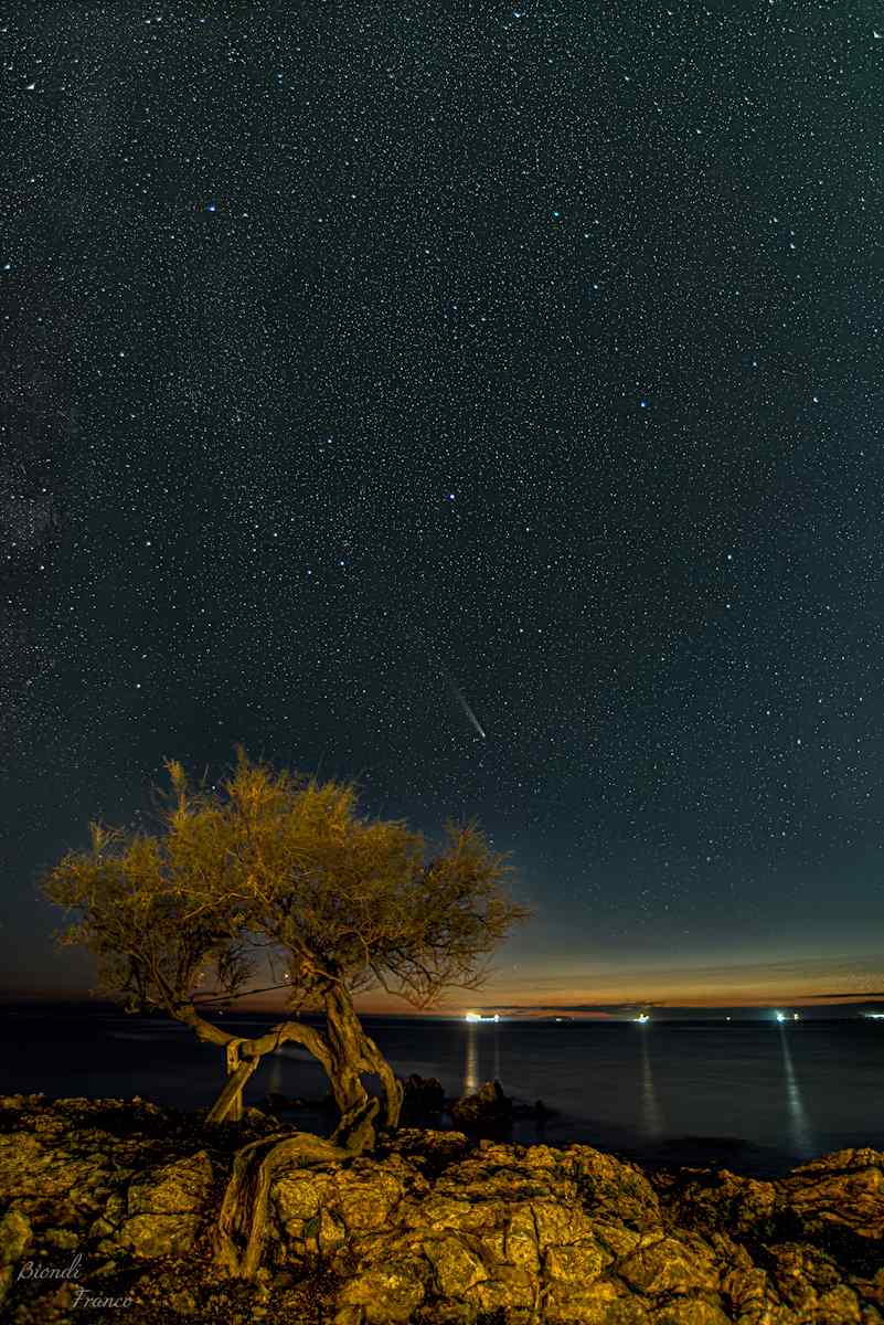 La tamerice di Antignano e la cometa: un incontro tra natura e cielo