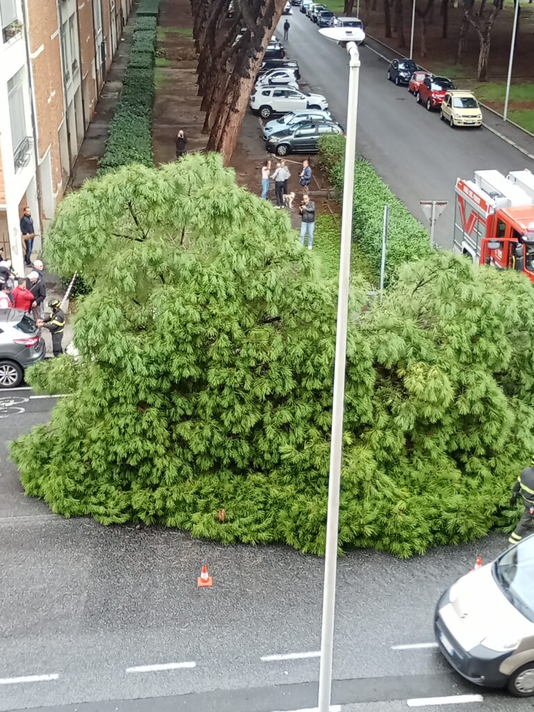 Maltempo Livorno, cade albero in via Macchiavelli