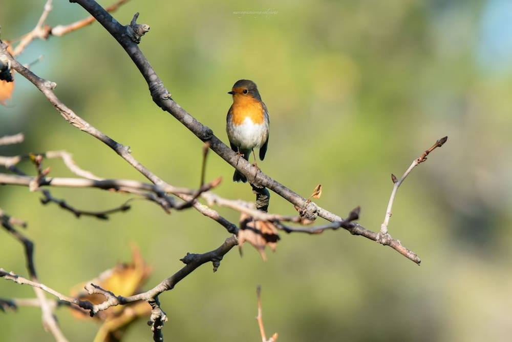 Natura Urbana, stanno tornando i rossi