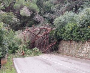 Maltempo Elba: albero cade sulla SP 25 e masso frana sulla SP 26