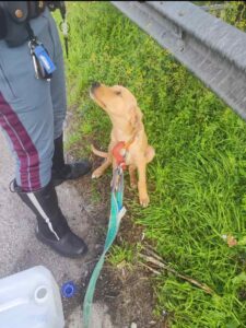 Smarrito e spaventato vagava sull'Aurelia, salvato dalla stradale