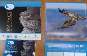 E' dedicato ai rapaci dell’Arcipelago Toscano il calendario 2025 pubblicato dal Parco Nazionale