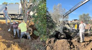 Espiantati 17 alberi da via San Marino saranno ricollocati nel parco della palestra