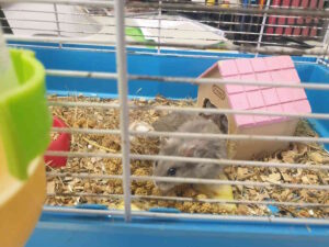 Orsetti Russi abbandonati in una scatola davanti ad un negozio cercano casa