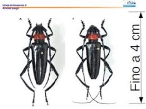 Rosignano, scoperto nuovo focolaio di Cerambicide Aromia Bungii