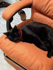 Si cerca una gattina nera smarrita in Piazza Maria Lavagna zona Ospedale