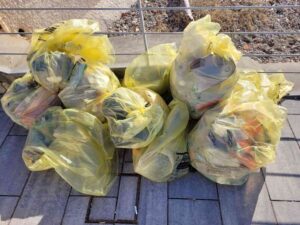 Tutela dell'ambiente, MisterGreen guida gli studenti del Vespucci Colombo nella pulizia del moletto di Ardenza