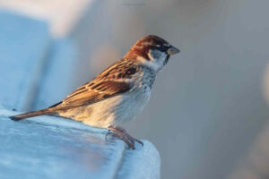 Natura Urbana, I nostri amici Passeri