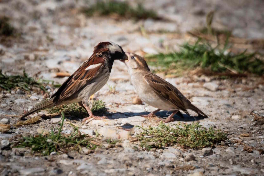Natura Urbana, I nostri amici Passeri