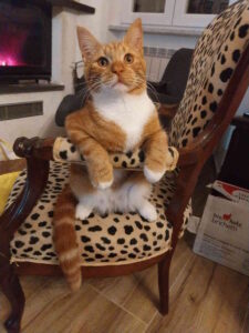 Appello per il gatto Romolo scomparso in centro città Livorno