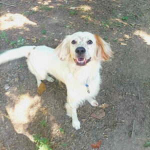 Charley cerca famiglia, adottalo