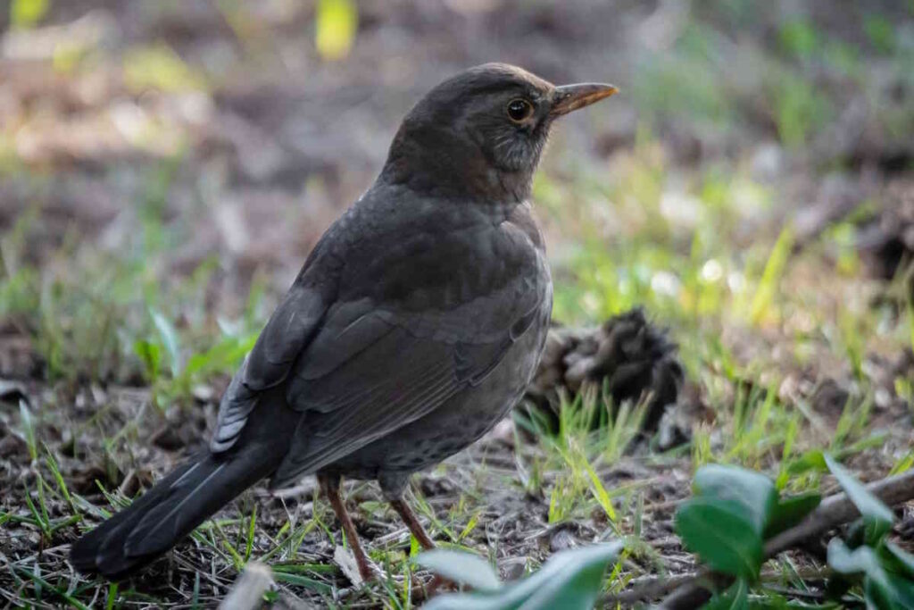 Natura Urbana, i merli