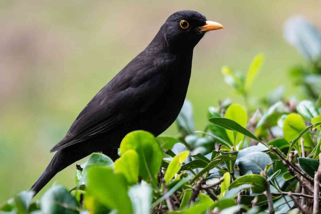 Natura Urbana, i merli