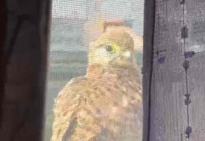 Salviano un Gheppio è venuto a bussare alla mia finestra