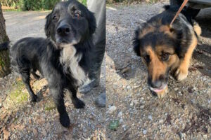 Trovati due cani vaganti in via di Popogna